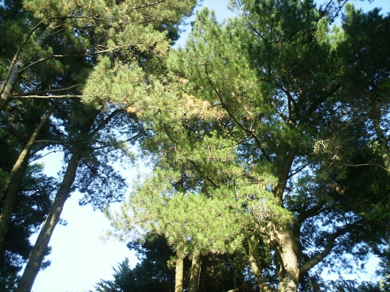 Picea abies e Pinus sp. pl.